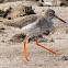 Redshank