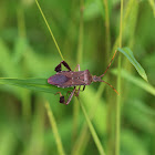 Leaf-footed bug