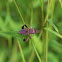 Leaf-footed bug