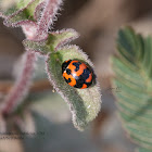 Transverse Ladybird Beetle