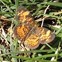 Pearl Crescent