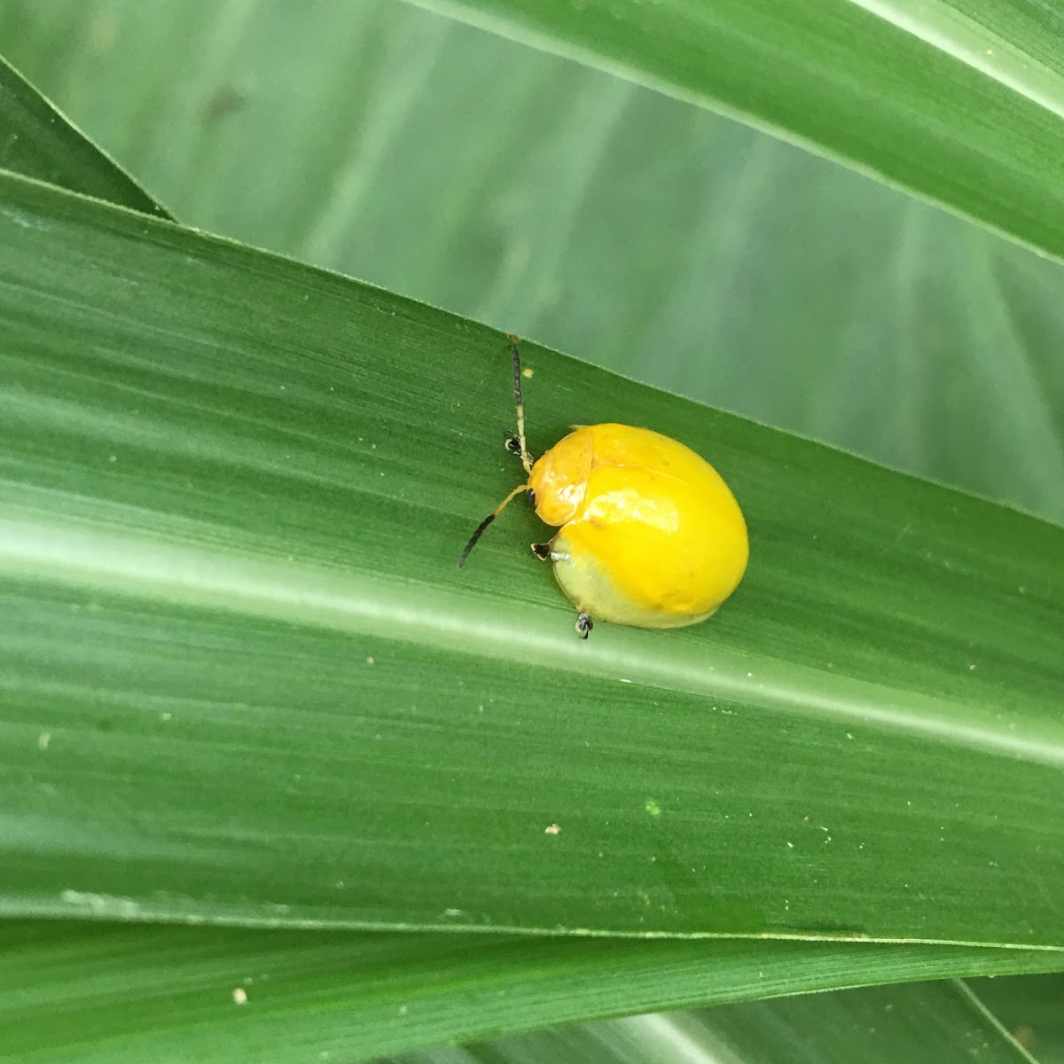 Leaf beetle