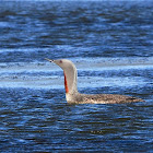 Colimbo chico (Red-throated loon)