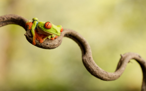 Frog screenshot 2