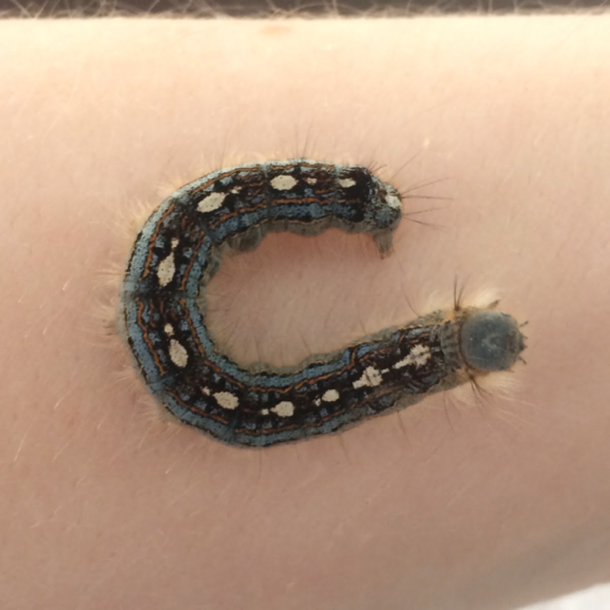 Forest tent caterpillar