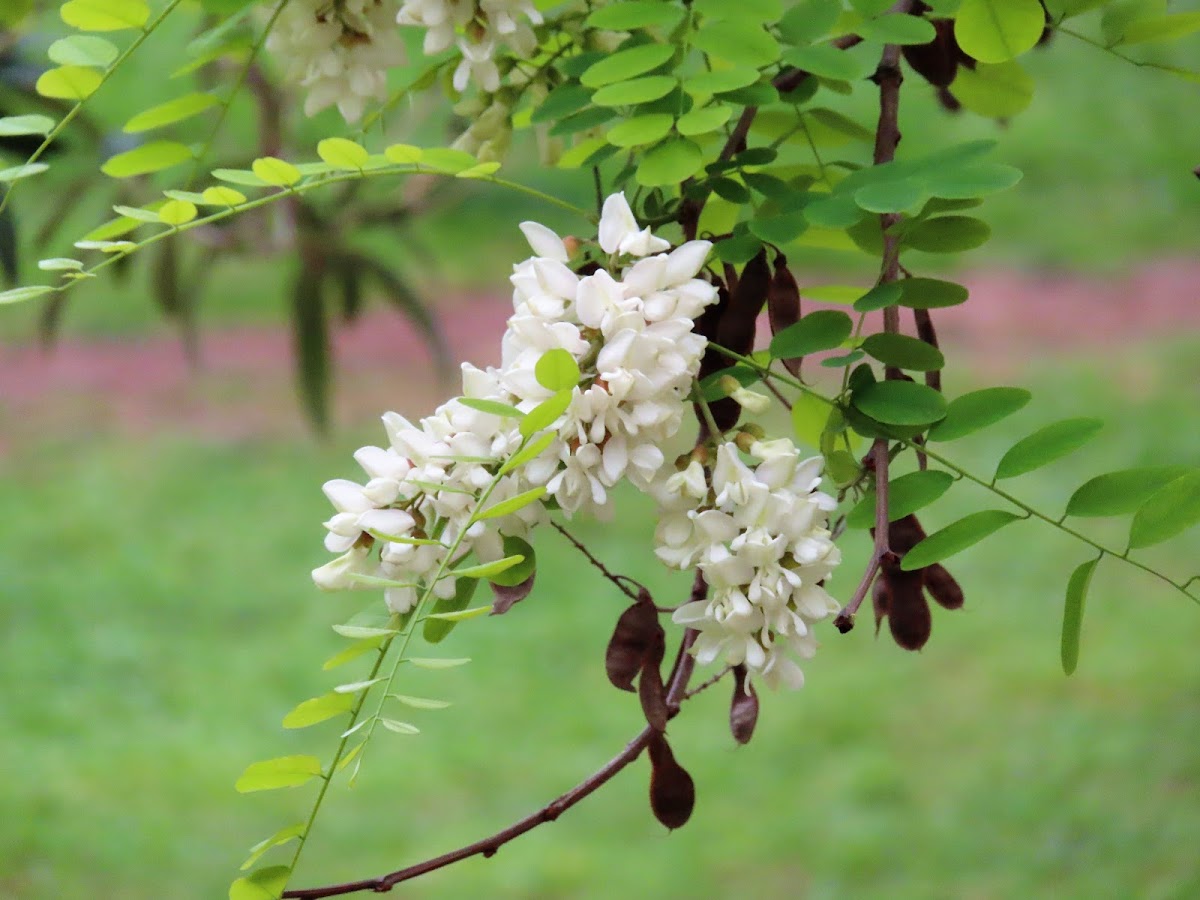 Black locust. Falsa acacia