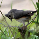 Tufted Titmouse