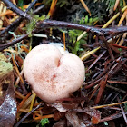 unidentified milk cap