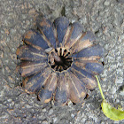 seed pod from unidentified plant (tree)