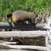 Yellow-bellied marmot