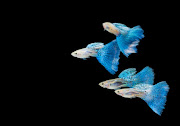 Blue guppies. File photo.