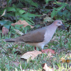 White Tipped Dove