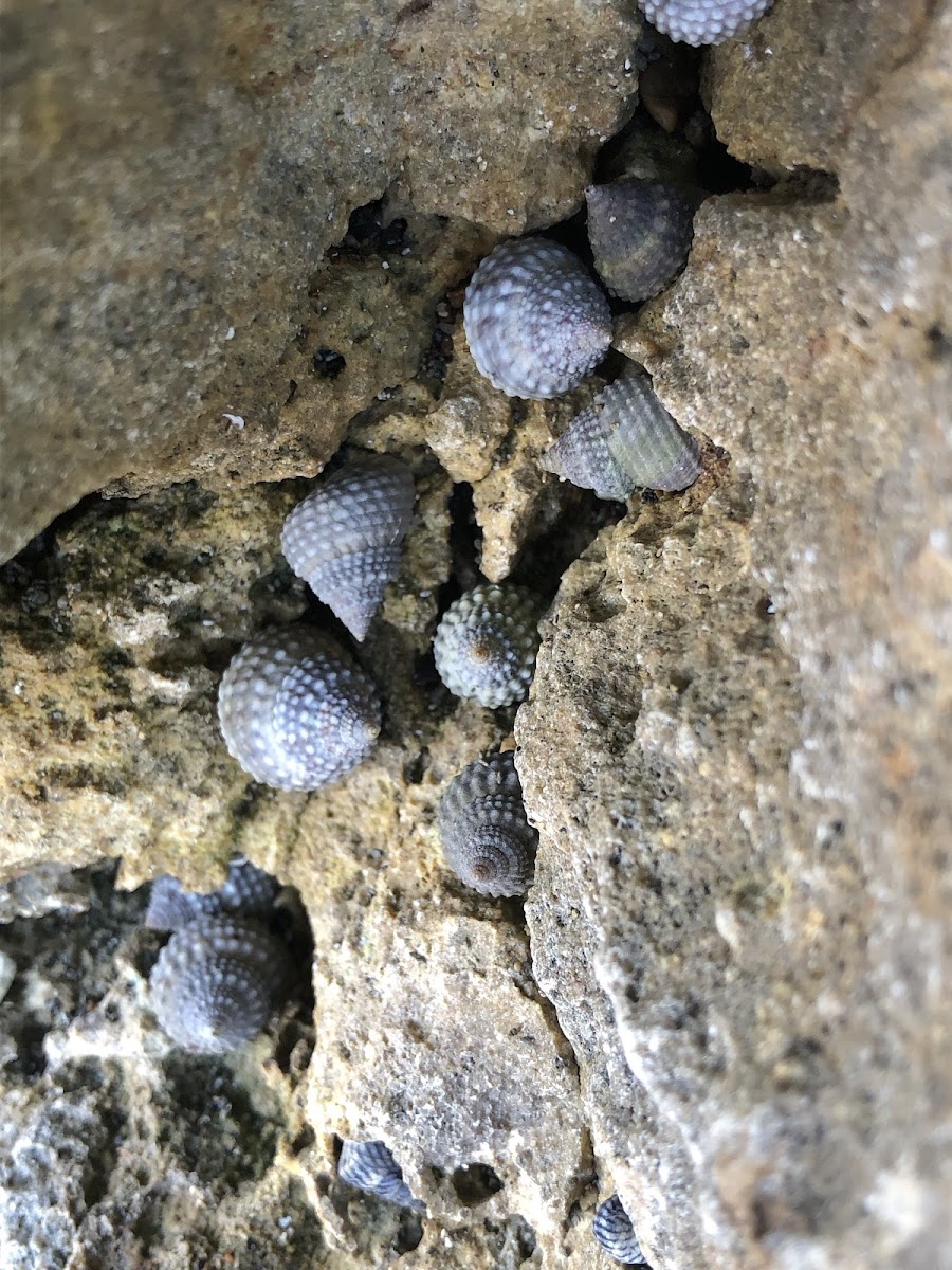 Gastropods