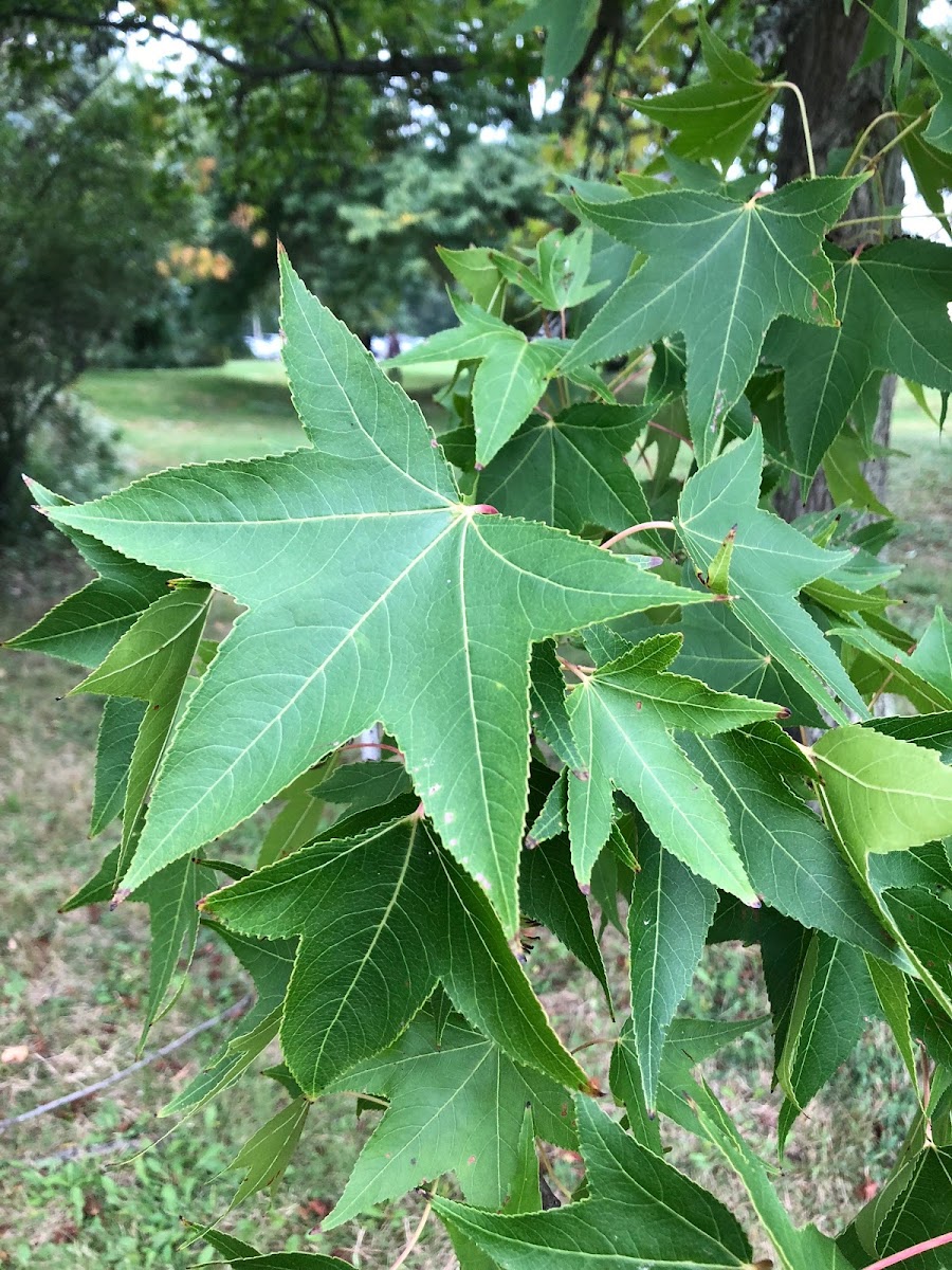 SweetGum Tree