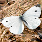 Cabbage White