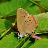 Coral Hairstreak