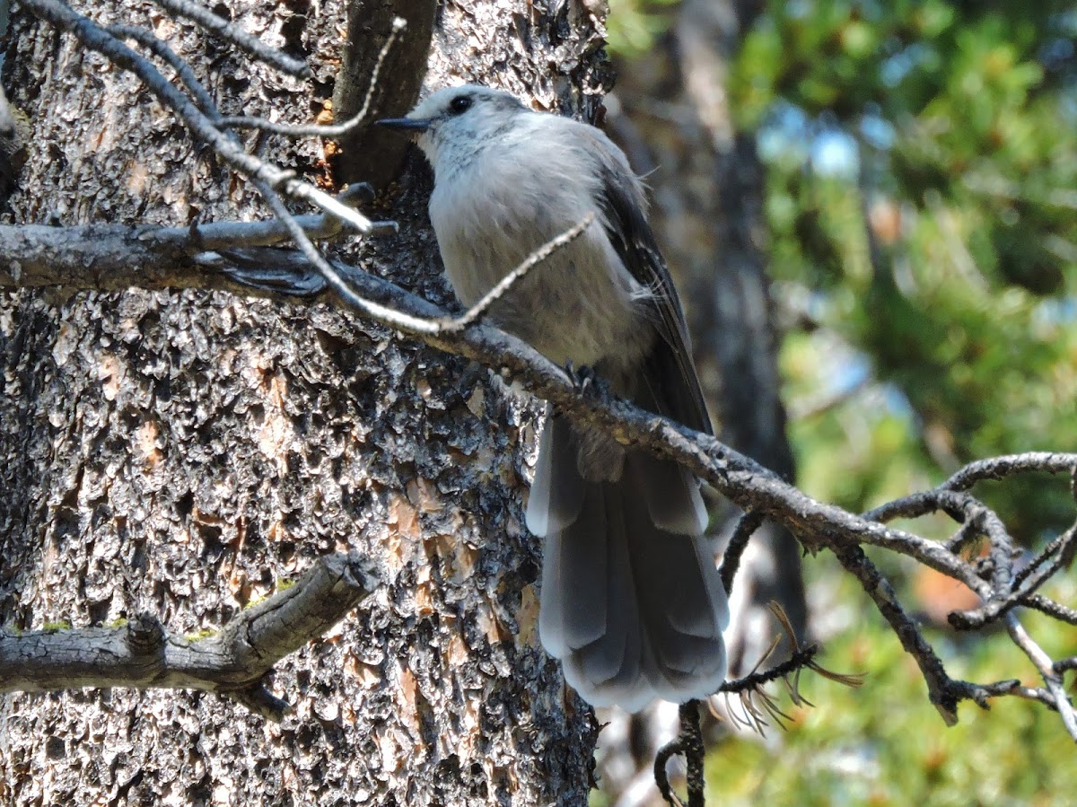 Gray jay