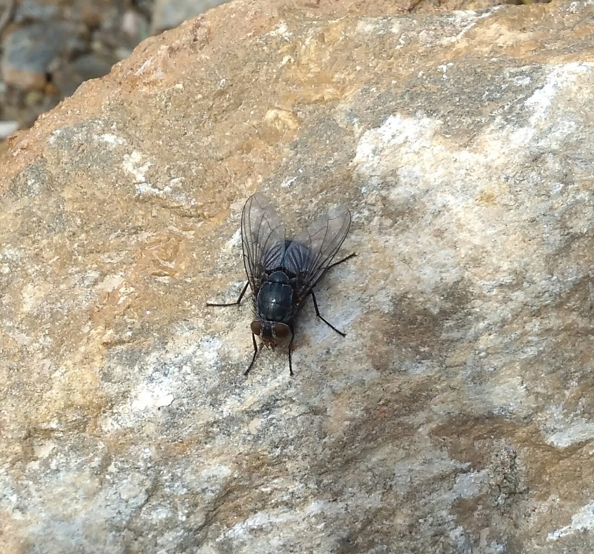 Blue Bottle Fly