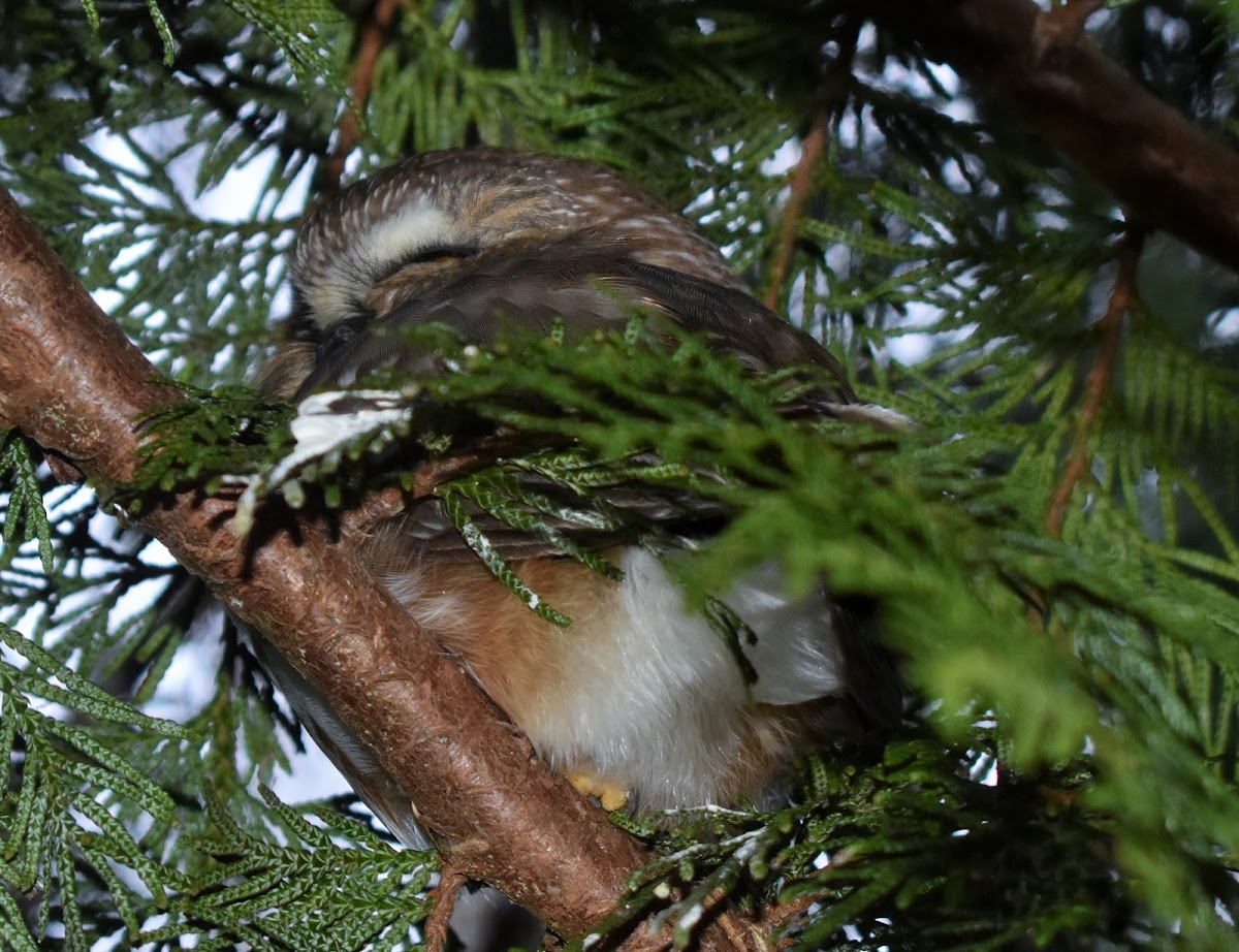 Northern saw-whet owl