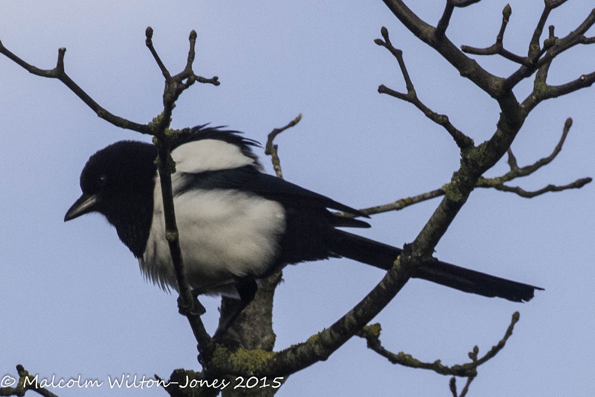 Magpie