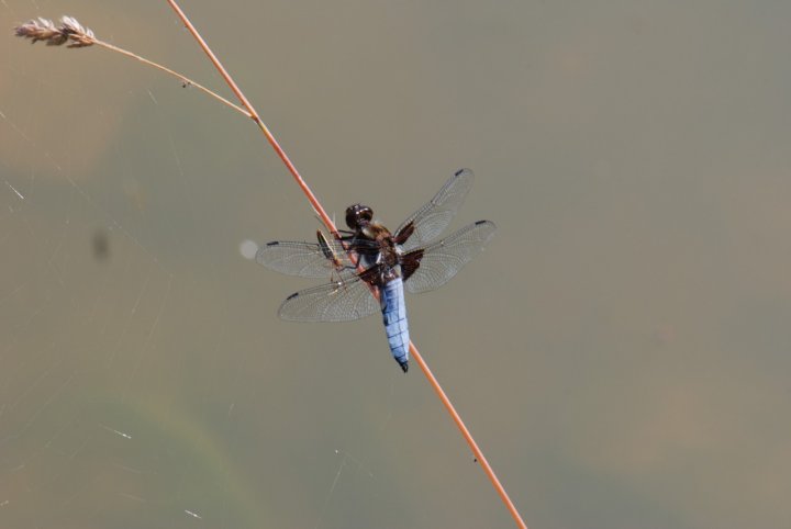 Libellula e ragno di ruggia