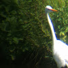 Great Egret