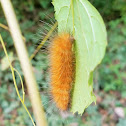 Yellow woolly bear