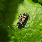 Mediterranean seed bug