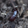 Woodland Ground Beetle