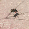 Golden-spotted Tiger Beetle