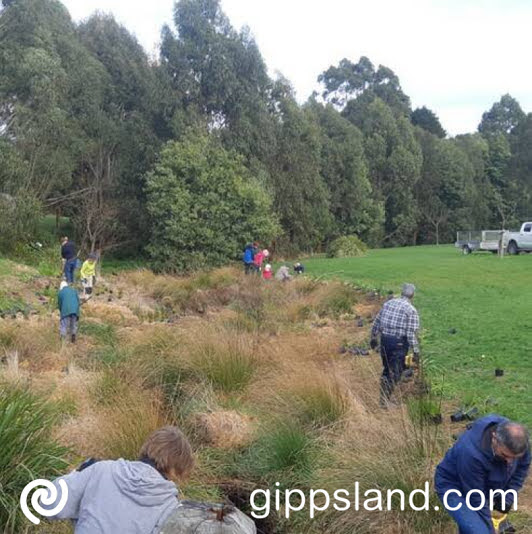 Approximately 600 plants are in the ground, with approx. 500 more, having been potted up and ready for the next planting season