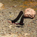 Neotropical swallowtail butterfly