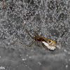 Bowl and Doily Spider