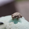 Cope's Grey Treefrog