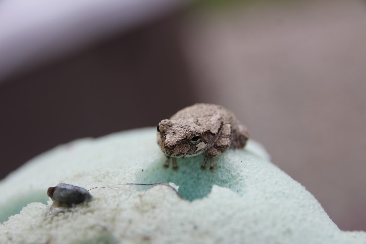 Cope's Grey Treefrog