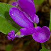 Fringed Polygala