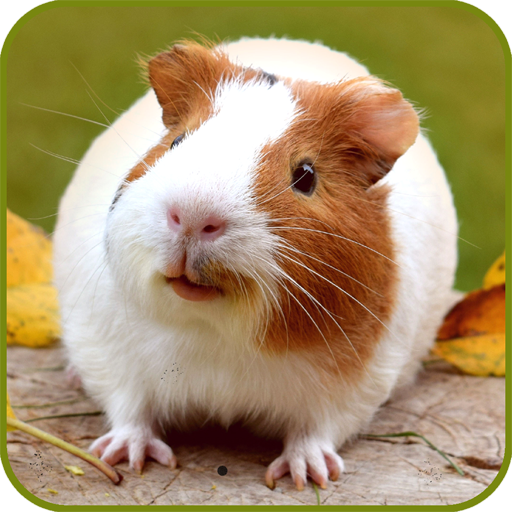 Guinea Pig Wallpaper