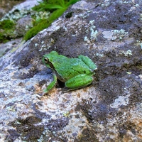 Frog di 