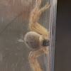 Longlegged Sac Spider  (female)