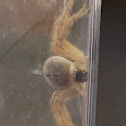 Longlegged Sac Spider  (female)