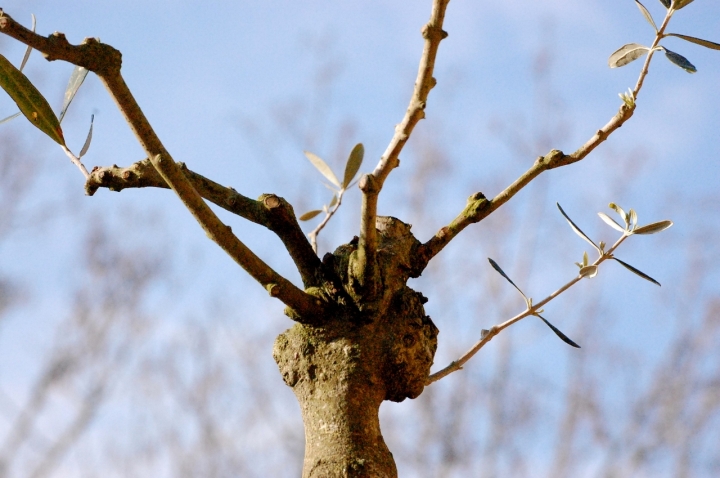 Da grande sarò un Bonsai.... di Creart