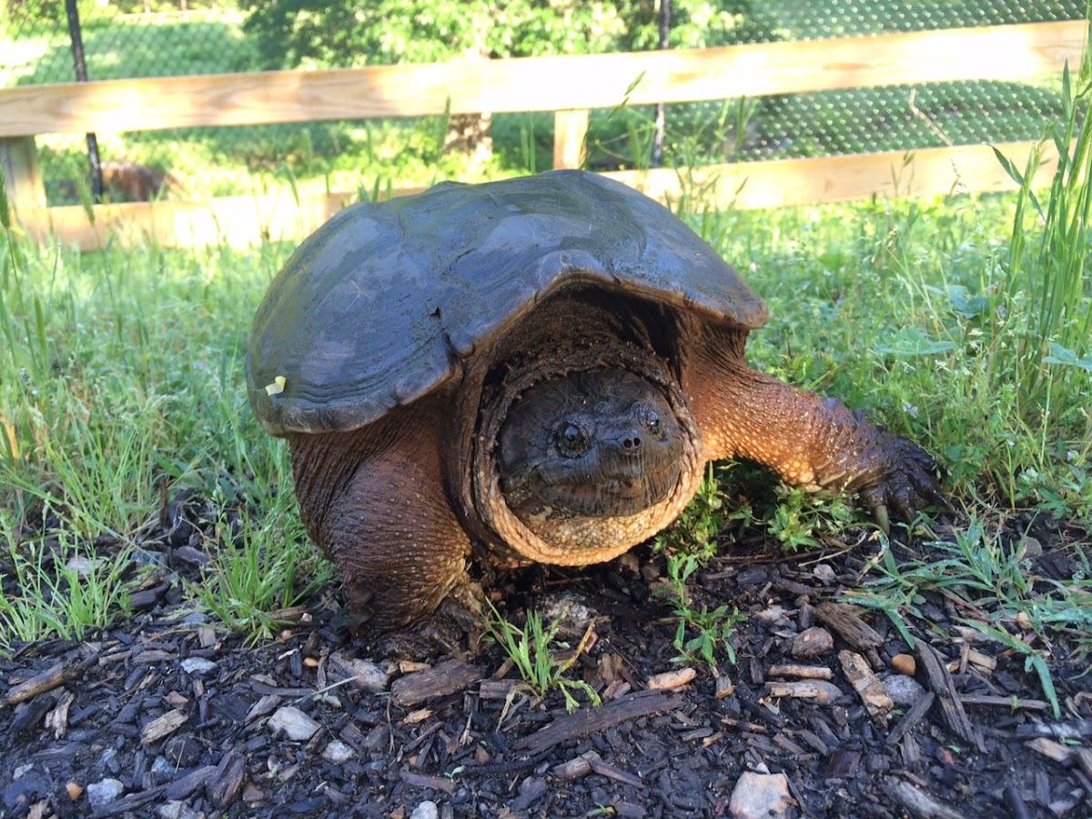 Snapping Turtle