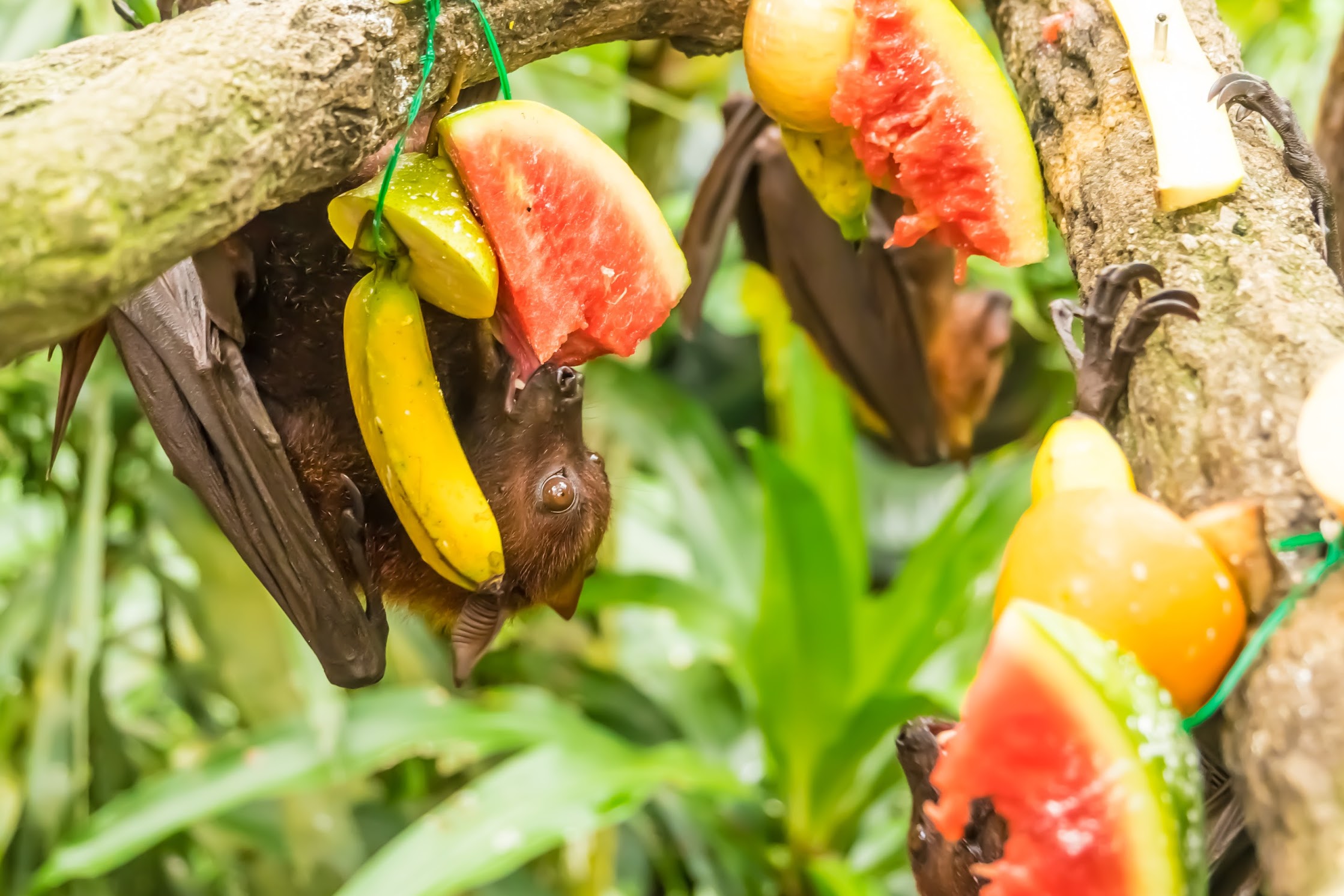 Singapore Zoo Malayan Flying Fox feeding