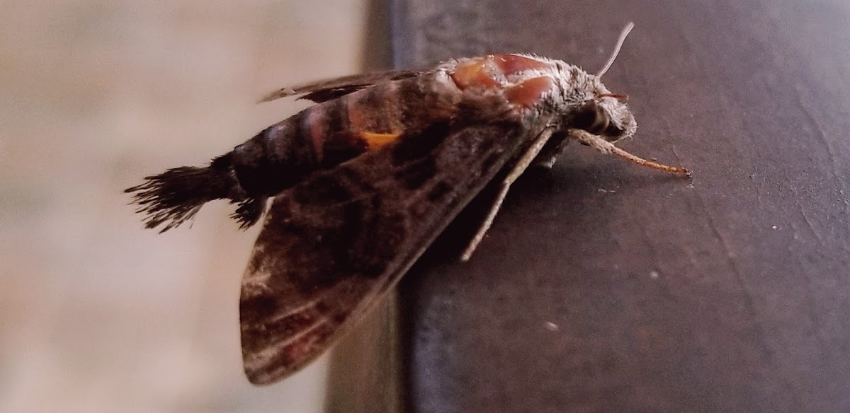 Common hummingbird hawkmoth