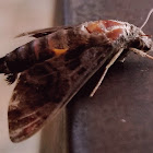 Common hummingbird hawkmoth