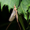 Olive-winged Drake Mayfly