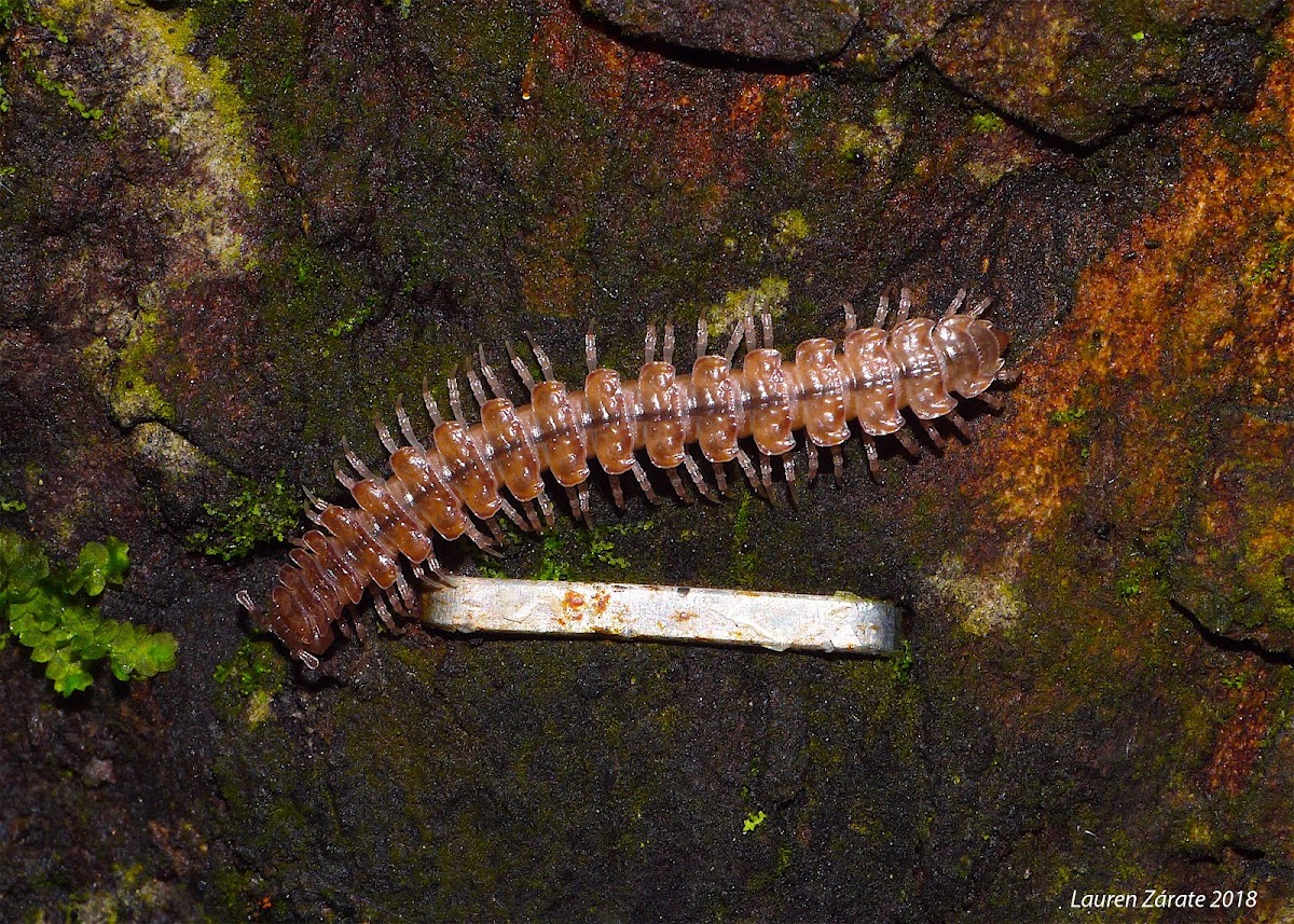 Millipede