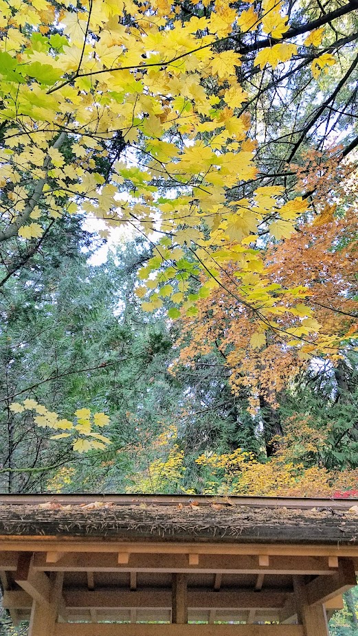 Fall at the Portland Japanese Garden, visiting for Autumn Portland Japanese Garden fall foliage photos on October 2017