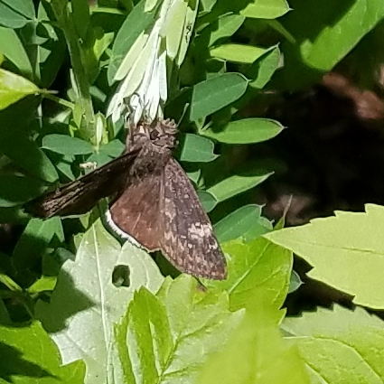 Funereal Duskywing