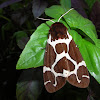 Garden tiger moth / Медведица-кайя